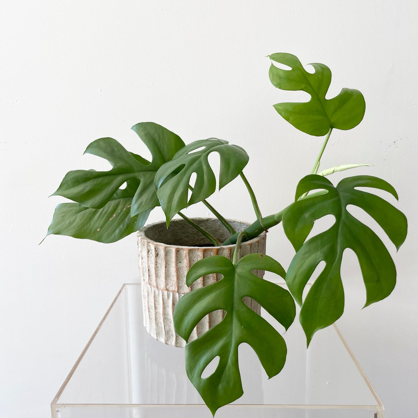 Philodendron