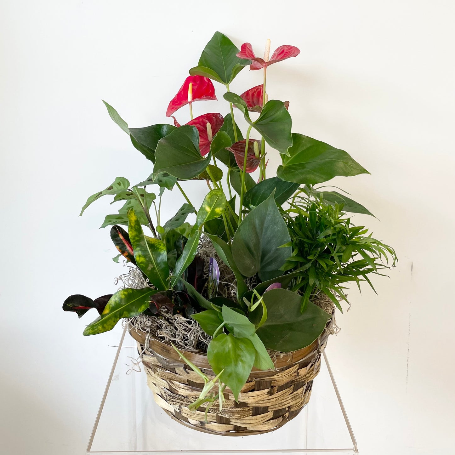 Tropical Dish Garden