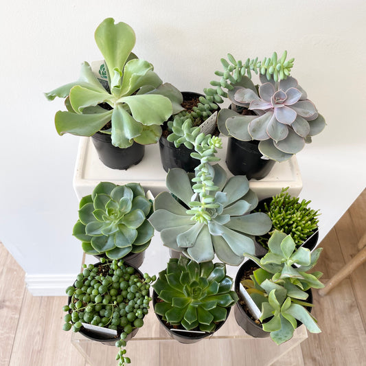 Assorted 4” succulents