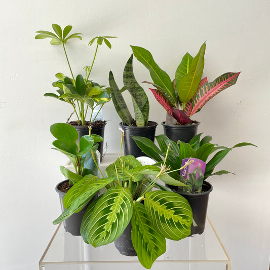 Assorted 3.5” Tropical Plants