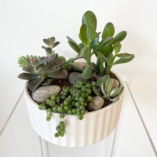 Succulent Garden