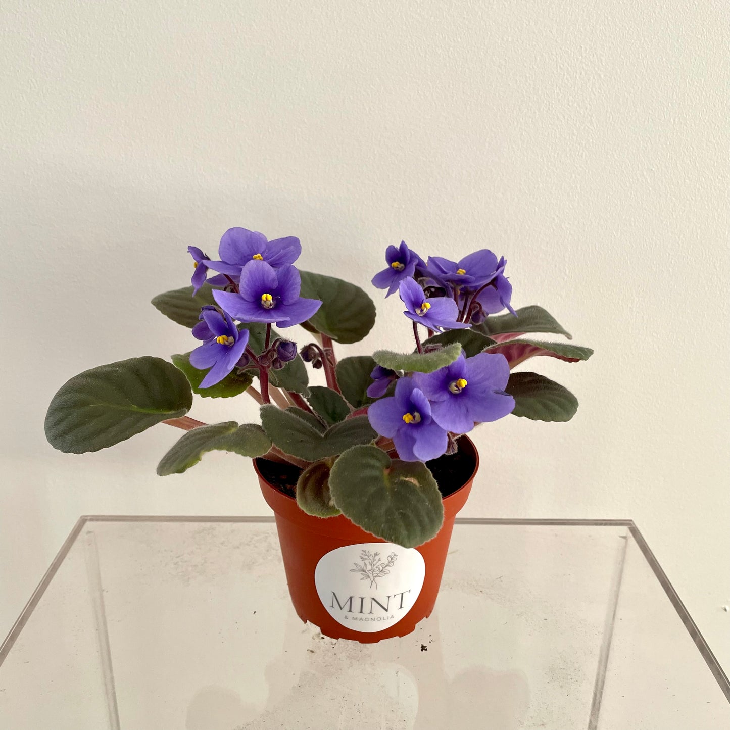 African Violet