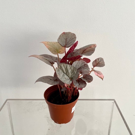 Begonia