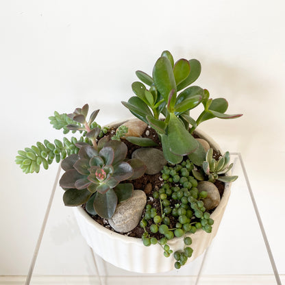 Succulent Garden