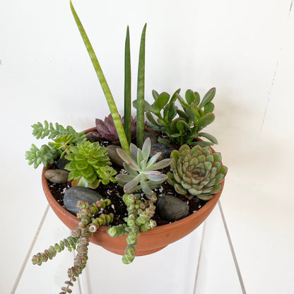 Succulent Garden
