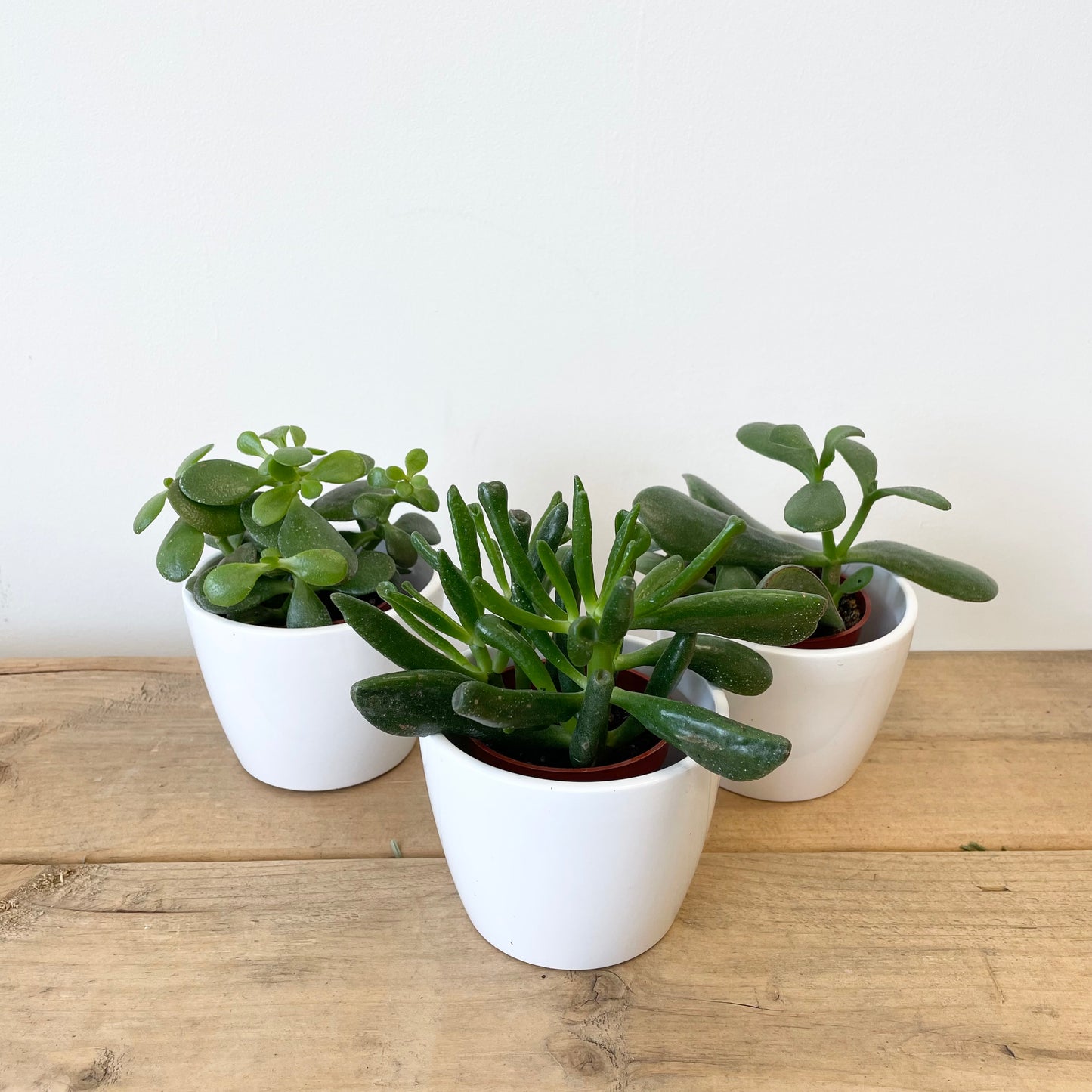 Jade plant