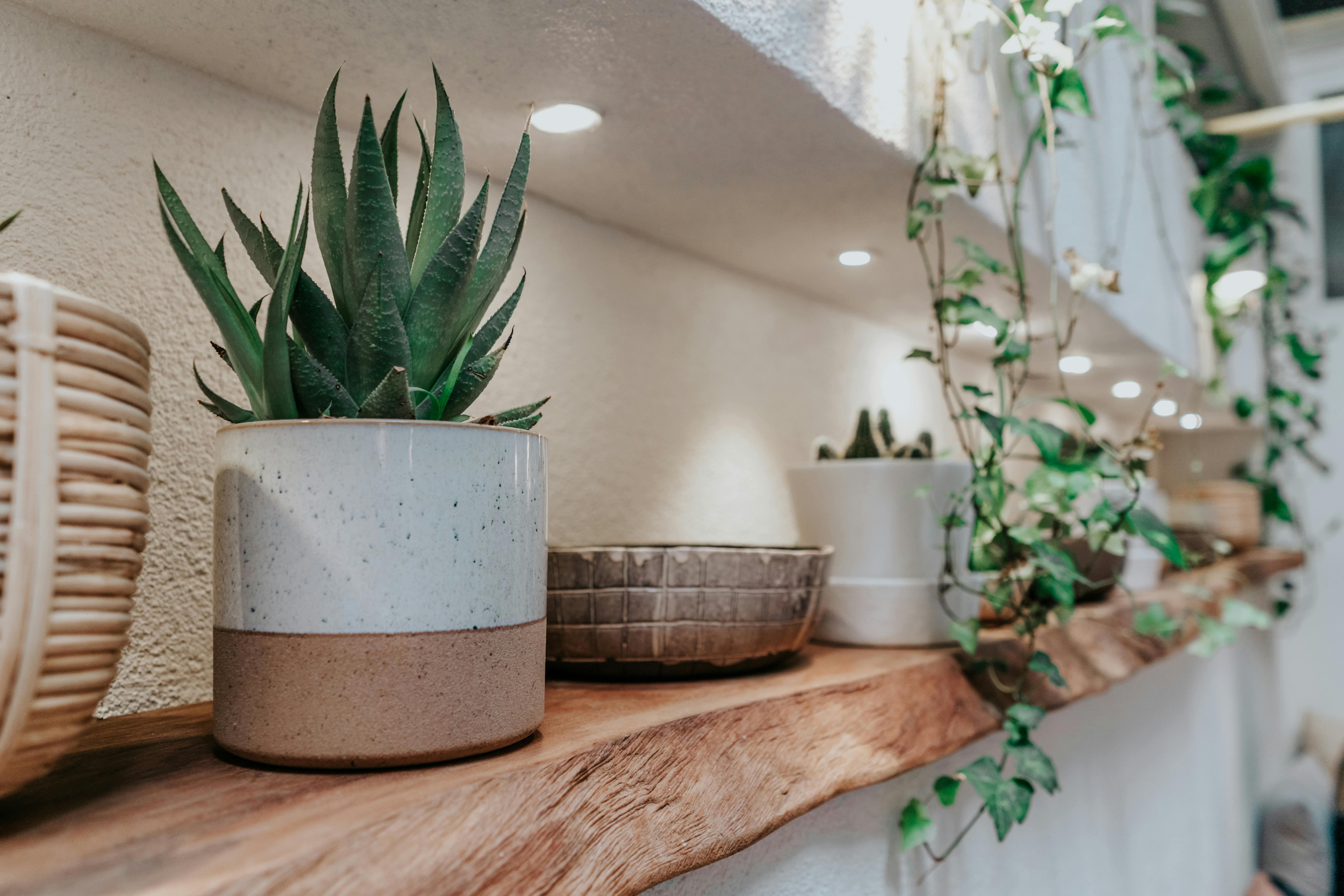 Plants & Pots – Mint and Magnolia